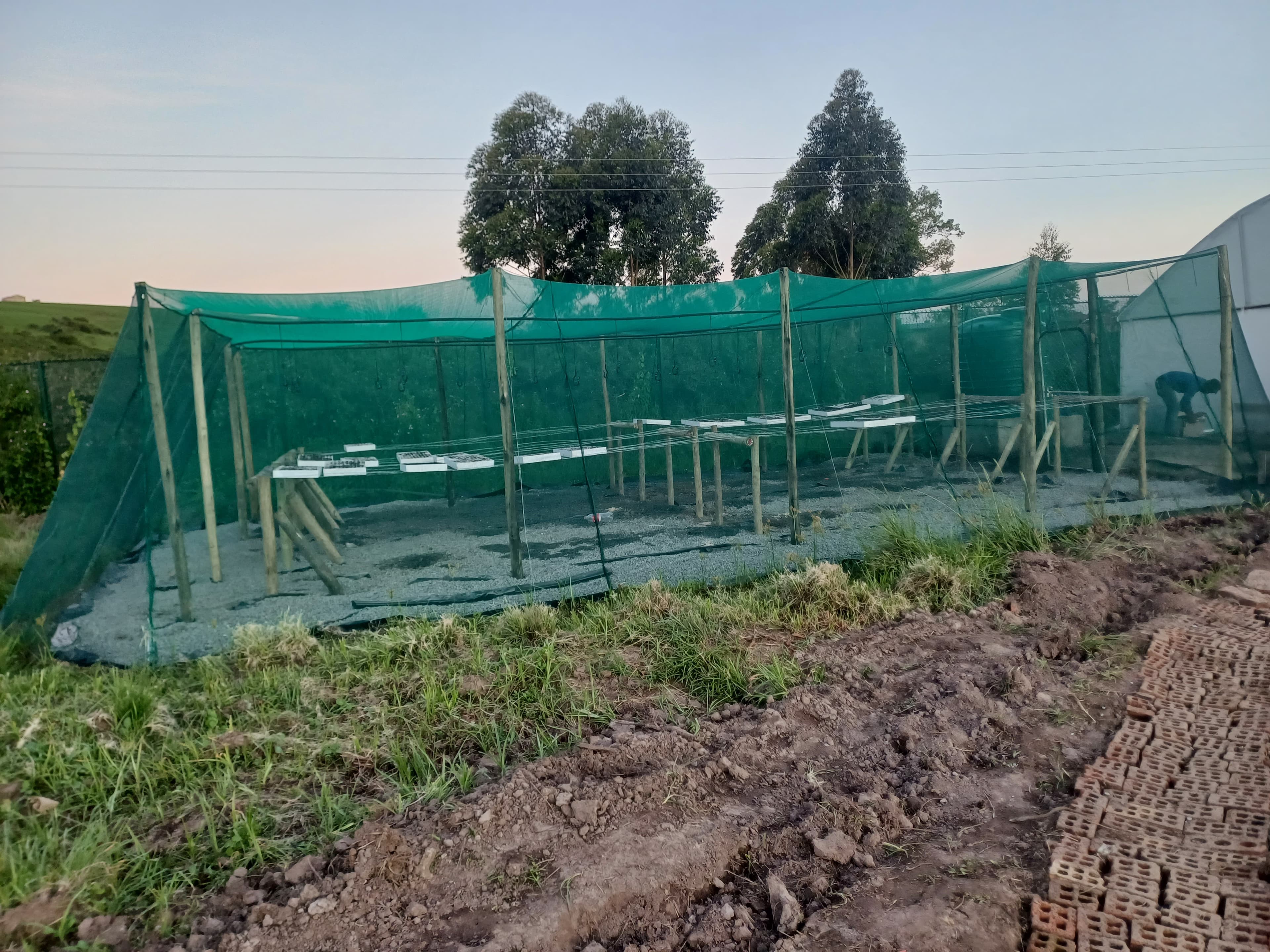 Drip irrigation and hydroponic system inside a tunnel